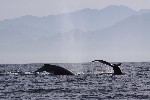 Baleines  bosse - photo : Roger Toutain