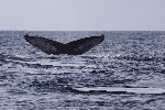 Baleine  bosse - photo : Roger Toutain