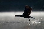 Grand cormoran<br />
Photo : Lionel Chardon